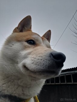 Shiba inu - 3
