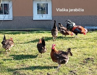 NV Vlaška jarabičia - 3