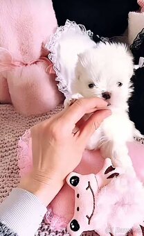 Mini Maltezak - 3