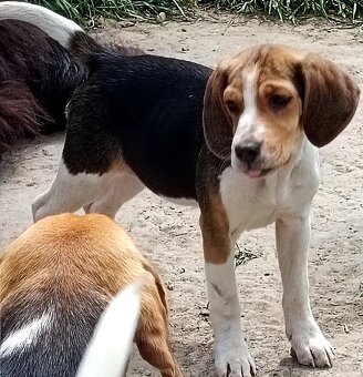 Beagle, bigel, bigl bez PP - 3