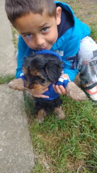Yorkshire terrier - 3