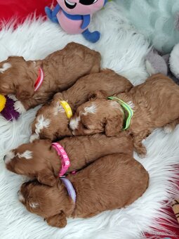 Cavapoo - 3