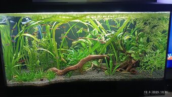 Akvárium 105 l - 3