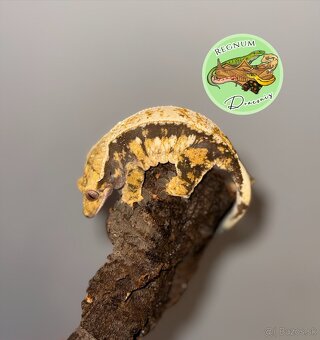 Pagekon riasnatý - 3