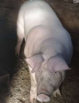 Predám ošípané  2.40 za kg - 3