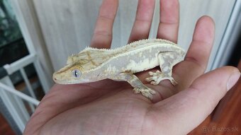 Pagekon riasnaty - 3