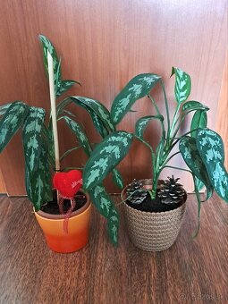 Aglaonema - izbová rastlina - 3