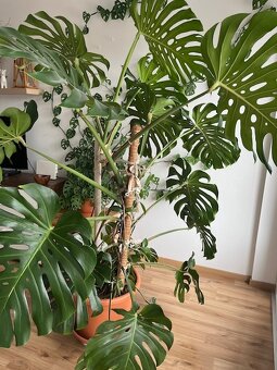 Monstera - 3