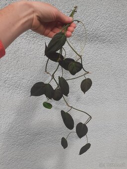 Philodendron scandens micans - 3