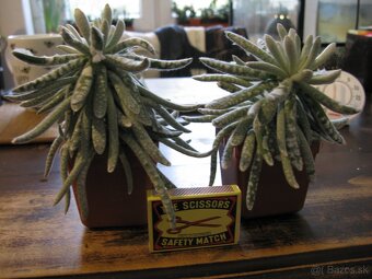 6. sukulenty - 3