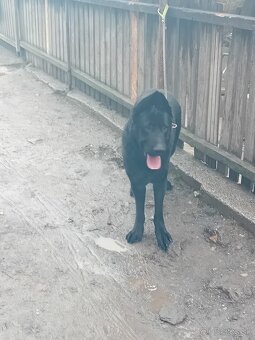 Nemecký ovčiak - 3