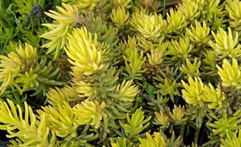 Rozchodniky(Sedum) - 3