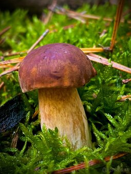 Hríby - darčekové balenie - 3