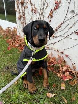 Doberman s PP - 3