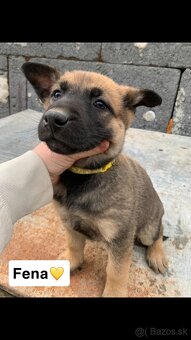 Belgicky ovciak,nemecky ovciak,cross - 3