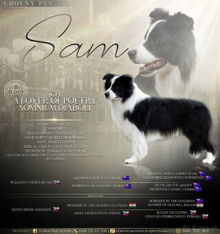 Border kólia s PP, krycí pes - 3