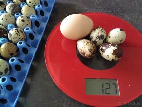 Prepelice japonské a prepeličie vajíčka nasadové a konzúmné - 3