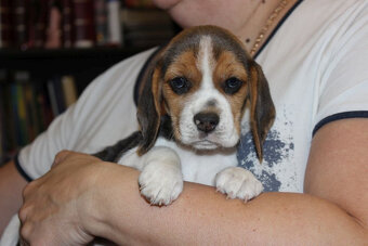 Beagle szczeniaczki po Championie Polski ZKwP (FCI) - 3