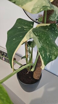 Velka Monstera Thai - 3