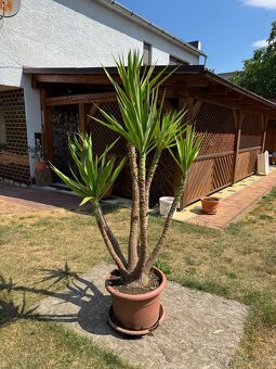 Juka obrovská – Yucca elephantipes (6-kmeňová, cca 180 cm) - 3