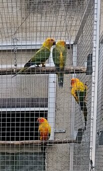 Aratinga slnečná - 3