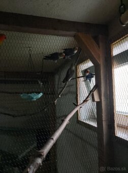 Agapornis Fisher - 3