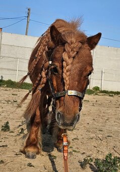 Minishetland kobyla - 3