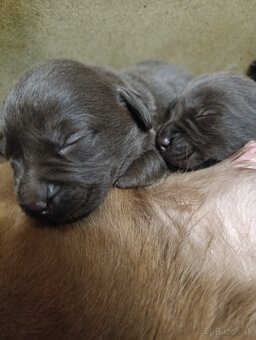Šteniatka Labrador - čokoládovy - 3