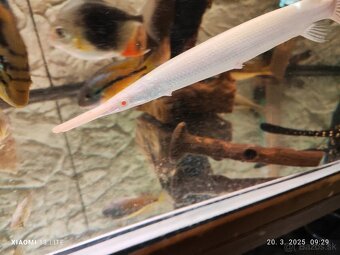 platyrhincus albino red eye+arowany - 3