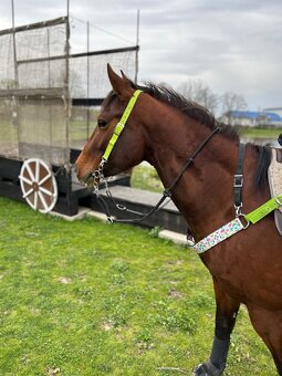 Qh kobyla - 3