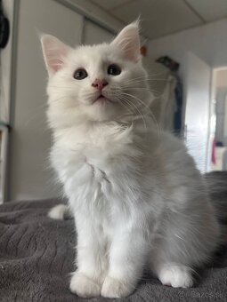 Maine coon mačiatka k odberu - 3