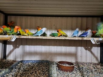 Agapornis Fischeri - 3