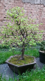 bonsai,bonsaj-hrab 4 - 3
