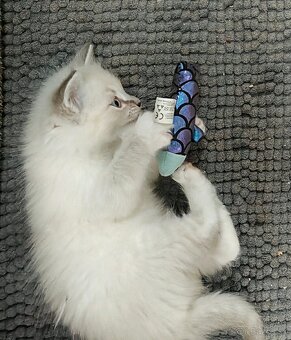 Ragdoll - 3
