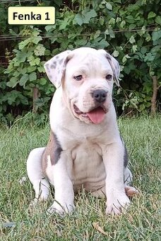 American bully XL, Americký stafordsirsky terier - 3