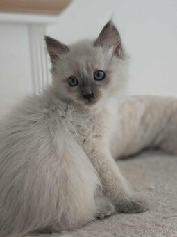 Ragdoll mačiatka - 3
