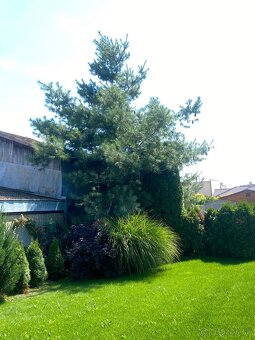 Kosenie/Strihanie/Údržba zelene/Pílenie /Drvenie - 3