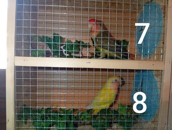 Predám agapornisov ružovohrdlých - 3