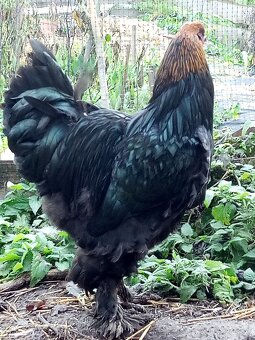 Kohút brahman veľký - 3