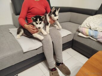 SIBÍRSKY HUSKY - 3