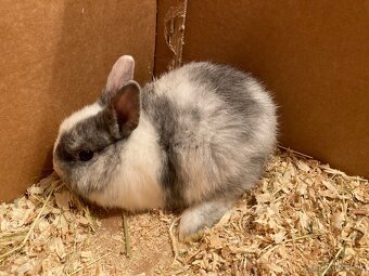 Zakrslý králik, zakrslý zajačik - 3