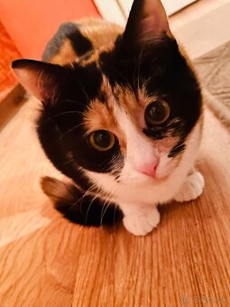 DARUJEM DO DOBRÝCH RUK - 3