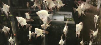 Pterophyllum Bulgarian - 3