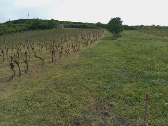 Vinica v tokajské oblasti - 3
