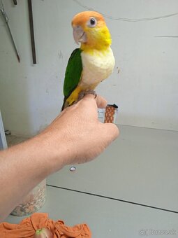 Amazonik bielobruchy - 3