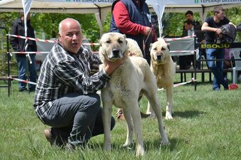 Kangal - 3