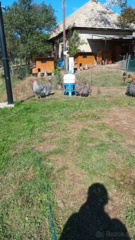 Nasadové vajíčka amrox - 3