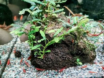 Predám krevetky Neocaridina Red Fire Painted - Grade SS - 3