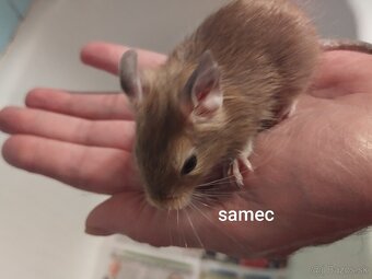 Predám osmakov degu - 3