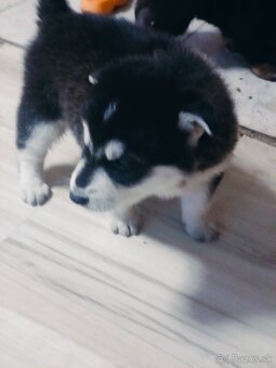 Sibírsky husky - 3